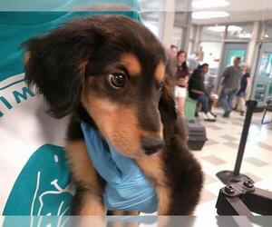 Mutt Dogs for adoption in Oklahoma City, OK, USA