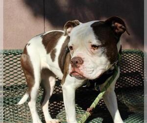 American Bulldog Dogs for adoption in Woodland, CA, USA