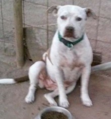 American Bulldog-Pointer Mix Dogs for adoption in Dana Point, CA, USA