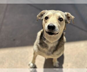 Beagle-German Shepherd Dog Mix Dogs for adoption in Martinez, CA, USA