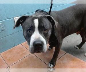 American Pit Bull Terrier Dogs for adoption in Downey, CA, USA