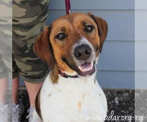 Black and Tan Coonhound-Labrador Retriever-Unknown Mix Dogs for adoption in Cheyenne, WY, USA