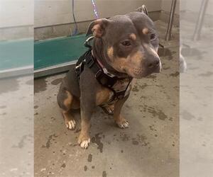 Staffordshire Bull Terrier Dogs for adoption in Camarillo, CA, USA