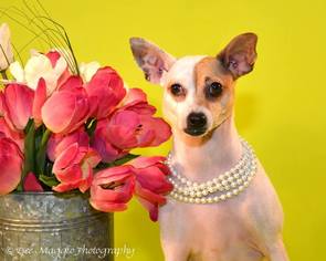 Jack-Rat Terrier Dogs for adoption in Livonia, MI, USA