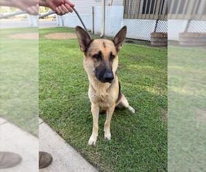 German Shepherd Dog Dogs for adoption in Sugar Land, TX, USA