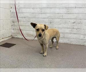 Chihuahua Dogs for adoption in San Bernardino, CA, USA