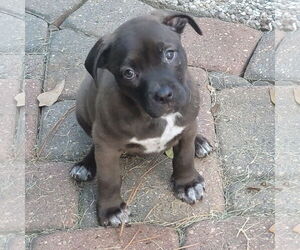 Labrador Retriever-Unknown Mix Dogs for adoption in The Woodlands, TX, USA