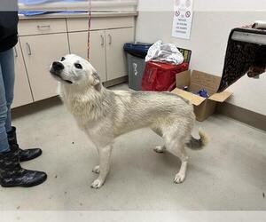 Siberian Husky-Unknown Mix Dogs for adoption in McKinleyville, CA, USA