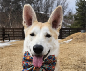 Shiba Inu-Unknown Mix Dogs for adoption in San Ramon, CA, USA