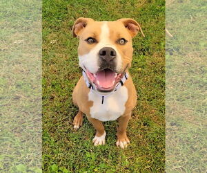 American Pit Bull Terrier-Unknown Mix Dogs for adoption in Millersville, MD, USA