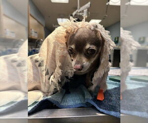 Chihuahua Dogs for adoption in Riverside, CA, USA