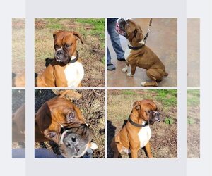 Boxer Dogs for adoption in Turlock, CA, USA