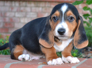 Medium Photo #1 Beagle Puppy For Sale in Simi Valley, CA, USA