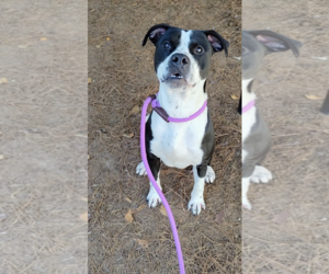 Boxer-Unknown Mix Dogs for adoption in Hilton Head, SC, USA