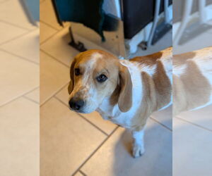 Bagle Hound Dogs for adoption in Rockaway, NJ, USA
