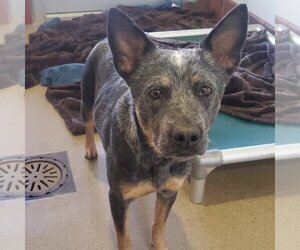 Mutt Dogs for adoption in Kanab, UT, USA