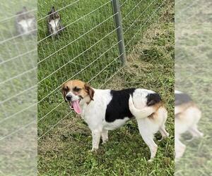 Beagle Dogs for adoption in Sistersville, WV, USA