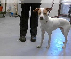 Labrador Retriever-Unknown Mix Dogs for adoption in Fayetteville, NC, USA
