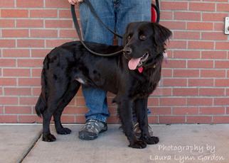 Medium Photo #1 Labrador Retriever Puppy For Sale in Clovis, CA, USA