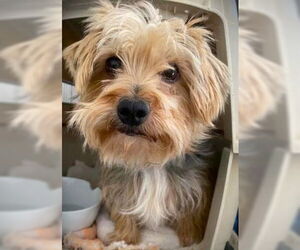 Mutt Dogs for adoption in Fallbrook, CA, USA