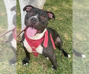 Staffordshire Bull Terrier-Unknown Mix Dogs for adoption in El Cajon, CA, USA