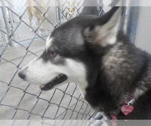 Alaskan Husky Dogs for adoption in Temple, TX, USA