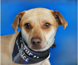 Mutt Dogs for adoption in Pasadena, CA, USA