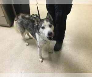 Siberian Husky-Unknown Mix Dogs for adoption in Riverside, CA, USA