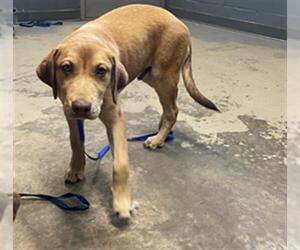Labrador Retriever-Unknown Mix Dogs for adoption in Tallahassee, FL, USA