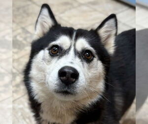 Siberian Husky-Unknown Mix Dogs for adoption in Jefferson, WI, USA
