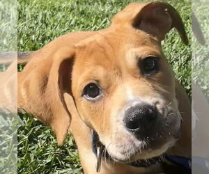 Mutt Dogs for adoption in Pleasanton, CA, USA