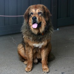 Tibetan Mastiff Dogs for adoption in Eden Prairie, MN, USA