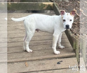 Mutt Dogs for adoption in Washington, DC, USA