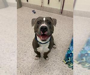 American Pit Bull Terrier-Unknown Mix Dogs for adoption in Brighton, CO, USA