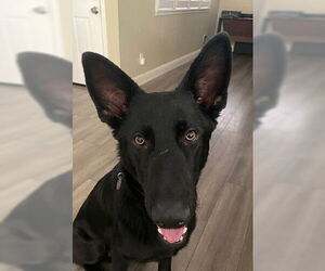 German Shepherd Dog Dogs for adoption in Modesto, CA, USA