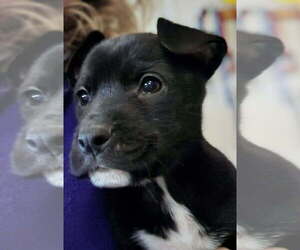 Mutt Dogs for adoption in Candler, NC, USA