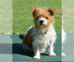 ShiChi Dogs for adoption in Abilene, TX, USA