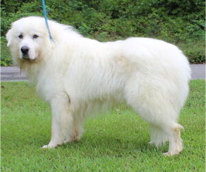 Great Pyrenees Dogs for adoption in Prattville, AL, USA