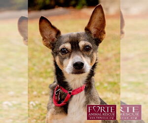 American Rat Pinscher Dogs for adoption in Marina del Rey, CA, USA