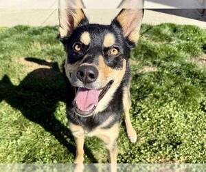 Rottweiler-Siberian Husky Mix Dogs for adoption in Pueblo, CO, USA
