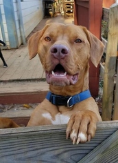 Labralas Dogs for adoption in Monterey, VA, USA
