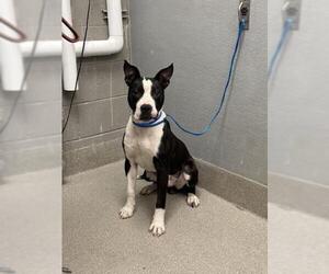 American Pit Bull Terrier-Unknown Mix Dogs for adoption in Las Vegas, NV, USA