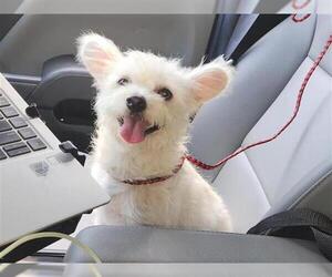 Mutt Dogs for adoption in Houston, TX, USA