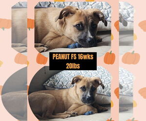 Great Pyrenees-Unknown Mix Dogs for adoption in Woodbury, NY, USA