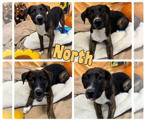 Affenpinscher-Unknown Mix Dogs for adoption in Pierceton , IN, USA