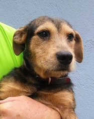 Beagle-Border Terrier Mix Dogs for adoption in San Diego, CA, USA