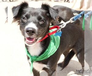 Chihuahua-Unknown Mix Dogs for adoption in Washington, DC, USA