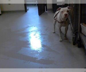 American Pit Bull Terrier Dogs for adoption in Fayetteville, NC, USA