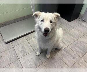 Samoyed-Unknown Mix Dogs for adoption in Grand Prairie, TX, USA