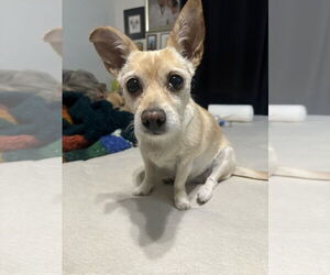 Chihuahua-Unknown Mix Dogs for adoption in W Hollywood, CA, USA
